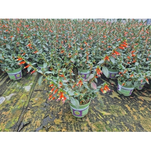 'Weekaanbieding: Cuphea Orange