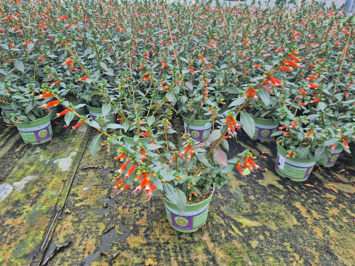 <h4>'Weekaanbieding: Cuphea Orange</h4>
