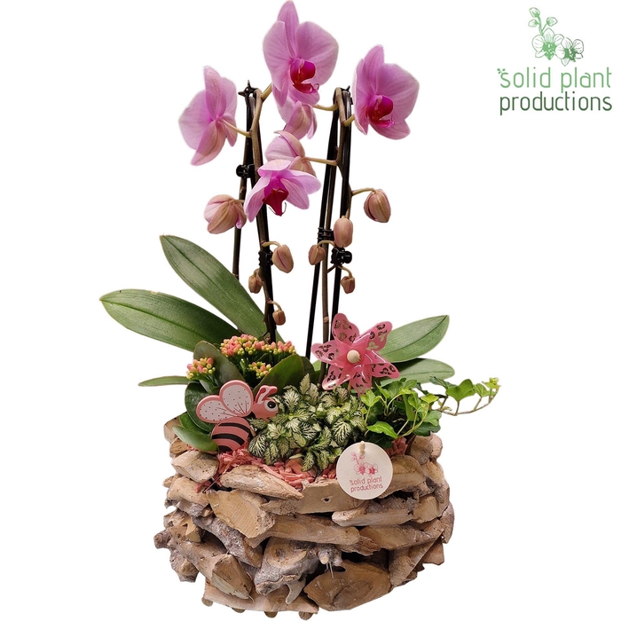 <h4>PH008P Driftwood White Washed Summer Pink</h4>