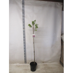 SYRI V AND AN LUDWIG