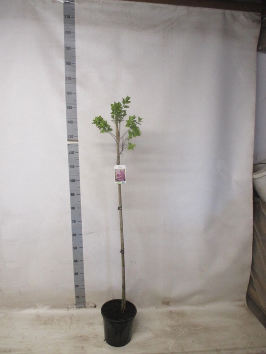 <h4>SYRI V AND AN LUDWIG</h4>