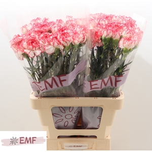 Di St Coralie EMF
