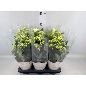 Kalanchoe  'Sunny White'