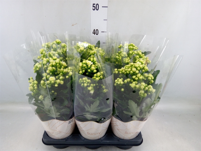 <h4>Kalanchoe  'Sunny White'</h4>