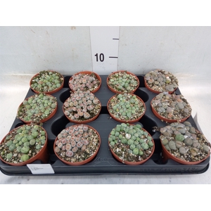 Lithops spp.