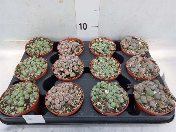 <h4>Lithops spp.</h4>