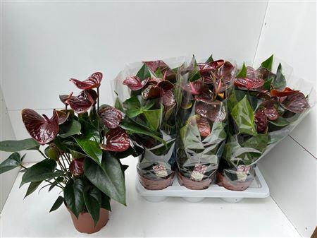 <h4>Anthu An Essencia 8-10+++</h4>