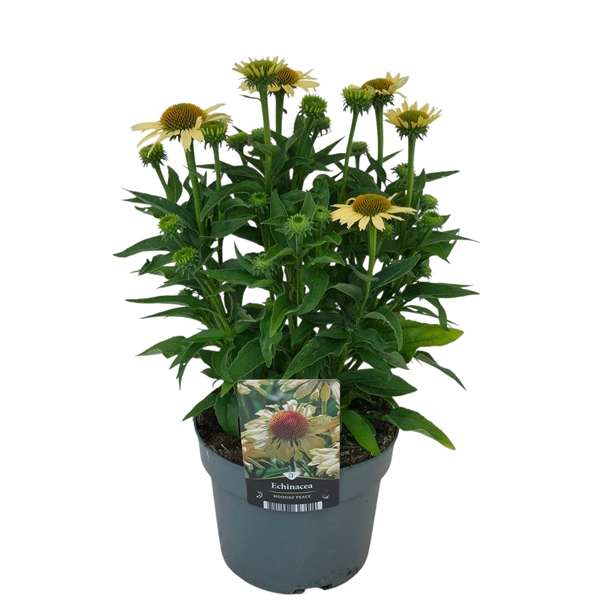 Echinacea Mooodz Peace