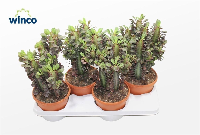 Euphorbia Trigona Rubra