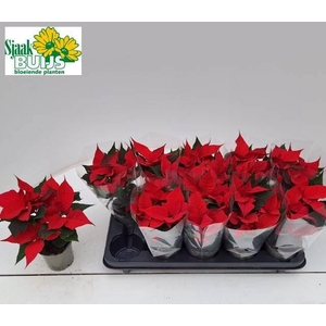 EUPHOR P CHR UNIVERS