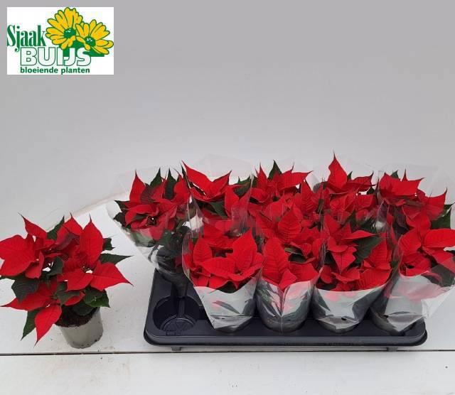 <h4>EUPHOR P CHR UNIVERS</h4>