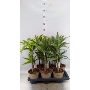 Dracaena fr de   ...mix