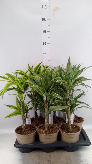 <h4>Dracaena fr de   ...mix</h4>