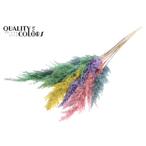 Pampas Grass 70cm 10st/bunch Pastel Prism