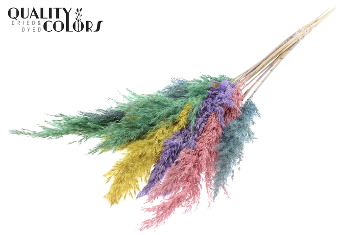 <h4>Pampas Grass 70cm 10st/bunch Pastel Prism</h4>
