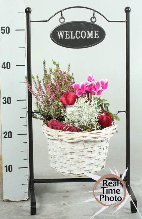 <h4>ARR TUINPLANTEN WELCOME X1</h4>