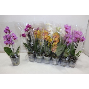 Phal Gem 4 Kl