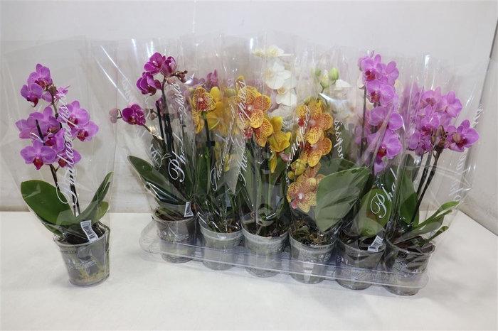 <h4>Phal Gem 4 Kl</h4>