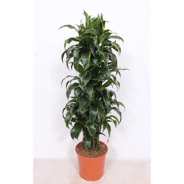 <h4>Dracaena fragrans Compacta Grp 'Dorado' (toef)</h4>