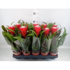 Guzmania  'Hope'
