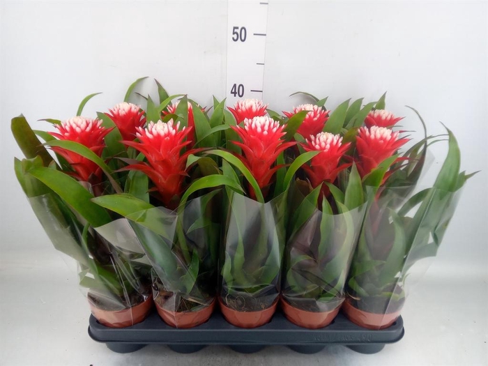 <h4>Guzmania  'Hope'</h4>