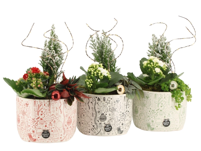 <h4>61592: X-Mas arrangement</h4>