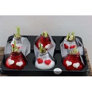 Wax Hipp Galaxy Dark Green