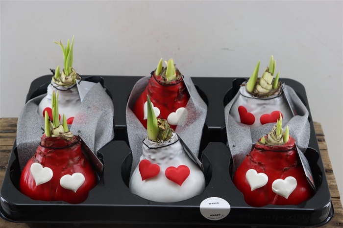 <h4>Wax Hipp Galaxy Dark Green</h4>