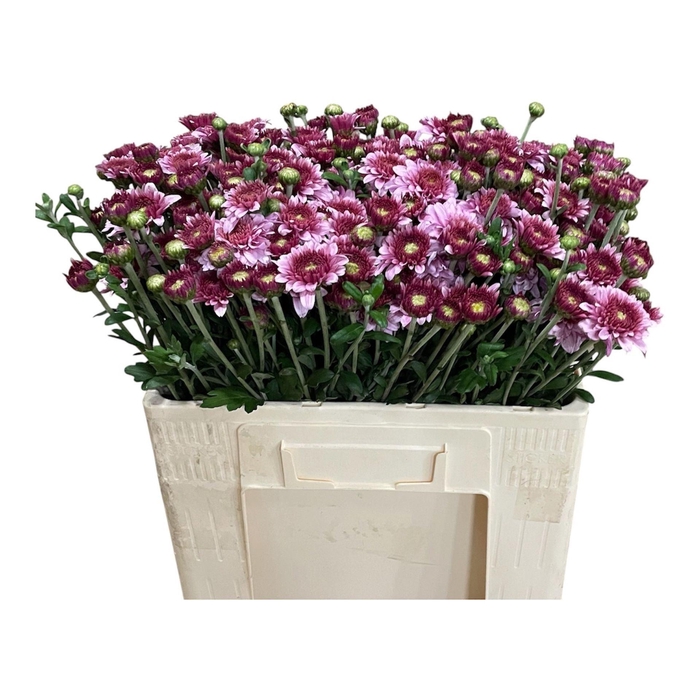 <h4>CHR TR BEPPIE CHR T BEPPIE</h4>