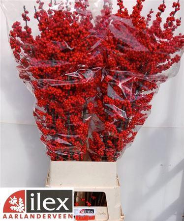 <h4>Ilex Ve Rode Bes</h4>