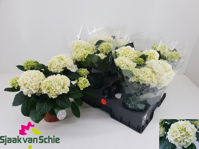 <h4>HYDR M HI ICE</h4>