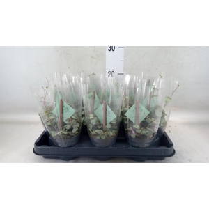 Ceropegia woodii ssp. woodii