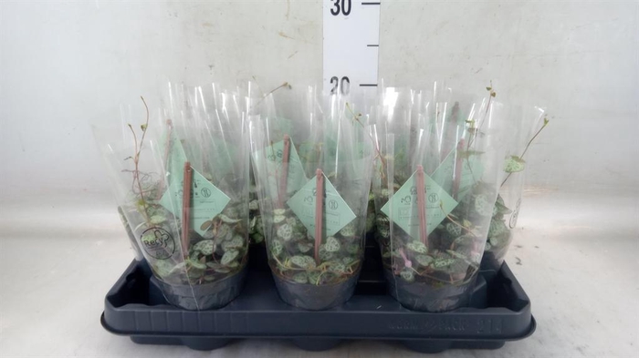 <h4>Ceropegia woodii ssp. woodii</h4>