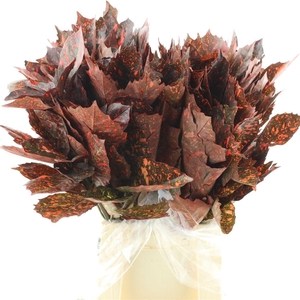 Aucuba Japonica Rossa