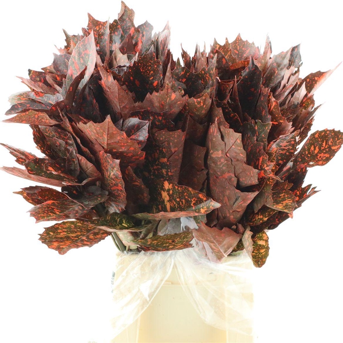 <h4>Aucuba Japonica Rossa</h4>