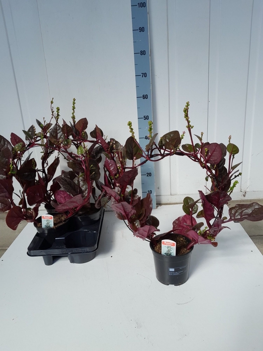 <h4>BASELLA ALBA ROSEBUD</h4>