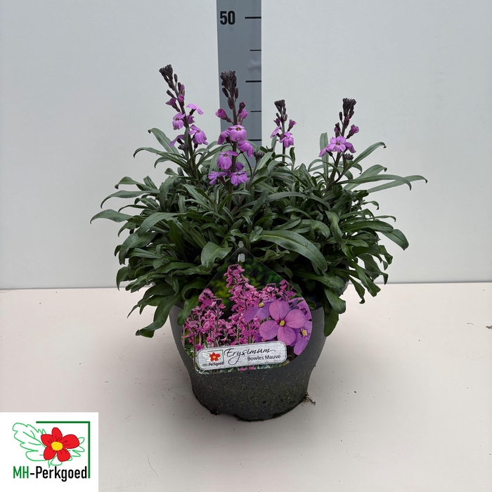 <h4>ERYS BOWLES MAUVE</h4>