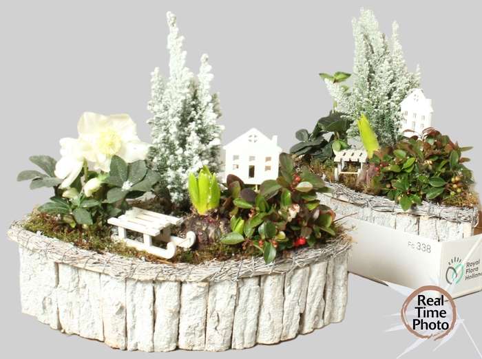 <h4>ARR TUINPLANTEN</h4>