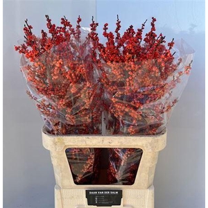 Ilex Ve Winter Gold 90cm