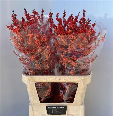 <h4>Ilex Ve Winter Gold 90cm</h4>
