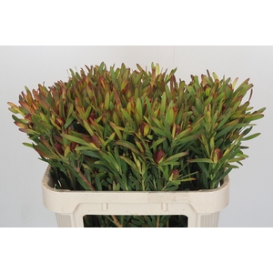 Leucadendron Ayoba Cherry Pearl Spray