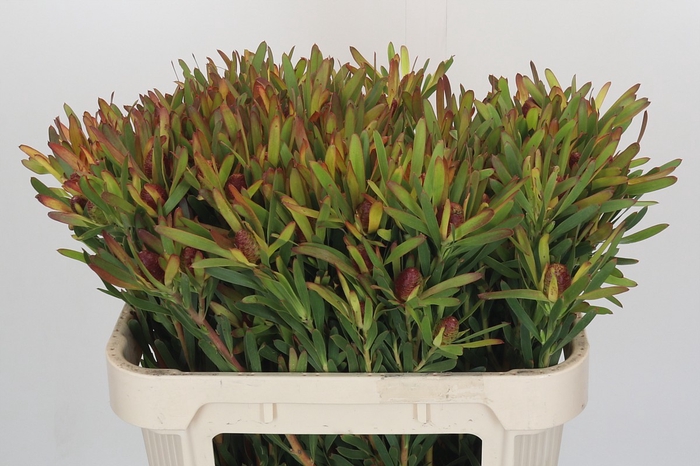 <h4>Leucadendron Ayoba Cherry Pearl Spray</h4>
