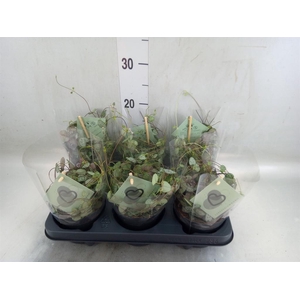 Ceropegia woodii ssp. woodii