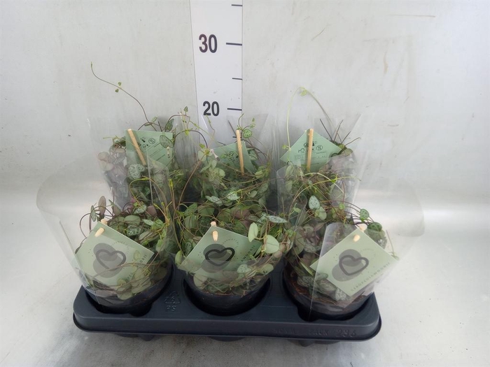 <h4>Ceropegia woodii ssp. woodii</h4>
