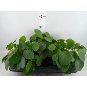 Pilea peperomioides