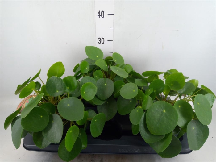 <h4>Pilea peperomioides</h4>