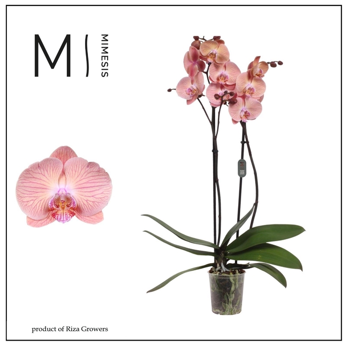 <h4>PHAL OV ORANJE</h4>