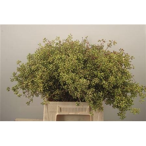 Euc Greenberry Per Bunch