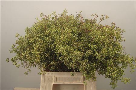 <h4>Euc Greenberry Per Bunch</h4>