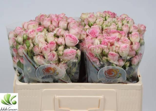 <h4>R TR DINARA</h4>